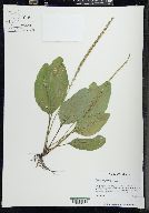 Plantago rugelii image