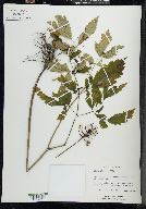 Actaea pachypoda image