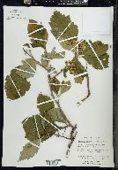 Crataegus calpodendron image