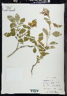 Crataegus punctata image