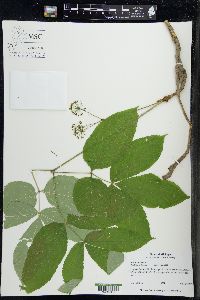 Aralia nudicaulis image