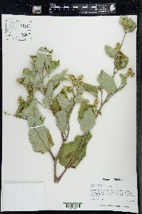 Arctium minus image