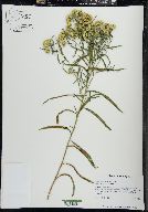 Solidago graminifolia image