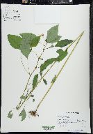 Impatiens biflora image