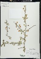 Berberis thunbergii image