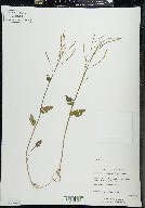 Cardamine douglassii image