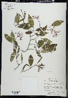 Cornus foemina subsp. racemosa image