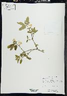 Lonicera canadensis image