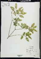 Lonicera canadensis image