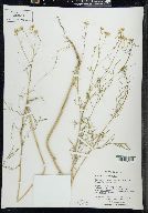 Sisymbrium altissimum image