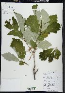 Quercus bicolor image