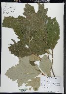 Quercus bicolor image