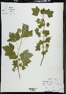 Ribes americanum image