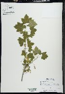 Ribes americanum image