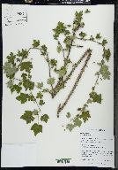 Ribes cynosbati image