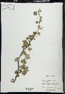 Ribes cynosbati image