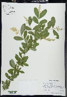 Ligustrum obtusifolium image