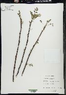 Zanthoxylum americanum image