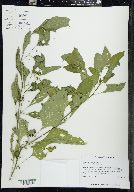 Solanum ptychanthum image