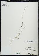 Muhlenbergia sylvatica image