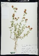 Trifolium aureum image