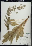 Cynoglossum officinale image