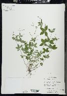 Galium circaezans image