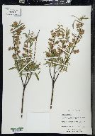Salix petiolaris image