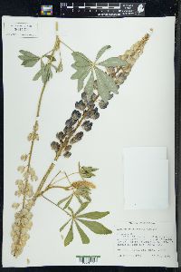 Lupinus polyphyllus image