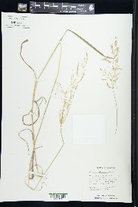 Agrostis stolonifera image