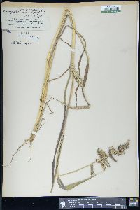 Echinochloa muricata image