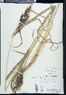 Echinochloa muricata image