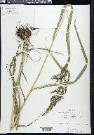 Echinochloa muricata image
