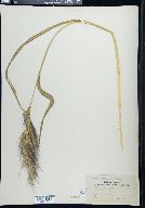 Echinochloa walteri image