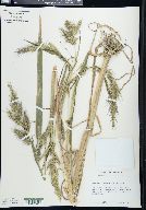 Echinochloa walteri image