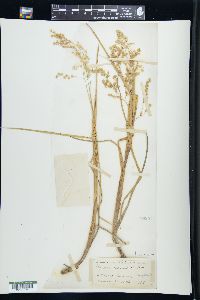 Glyceria canadensis image