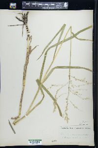 Glyceria canadensis image