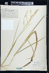 Glyceria canadensis image