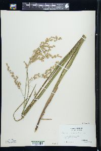 Glyceria canadensis image