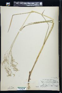 Glyceria canadensis image