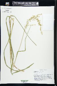 Glyceria canadensis image