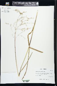 Glyceria canadensis image