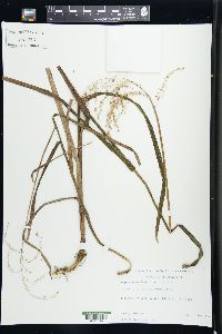 Glyceria canadensis image