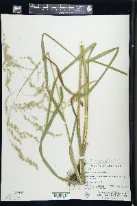 Glyceria canadensis image