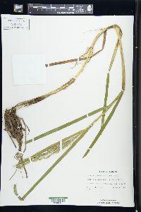 Glyceria canadensis image