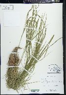 Poa alsodes image