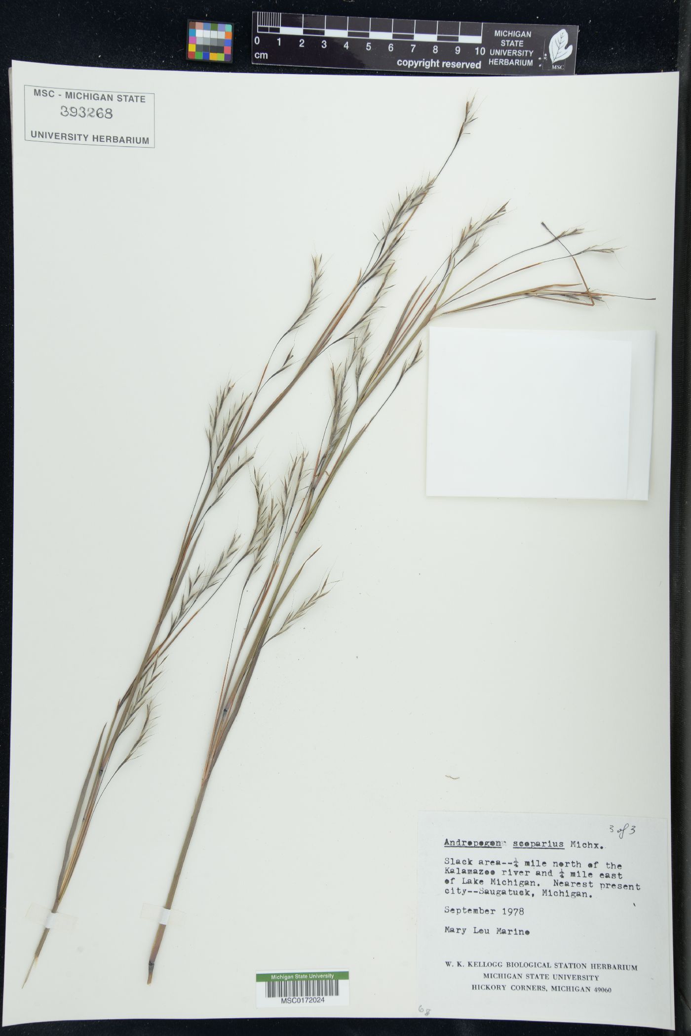 Schizachyrium scoparium var. scoparium image