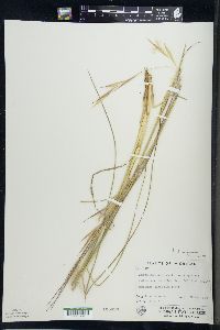 Andropogon virginicus image