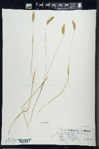 Anthoxanthum odoratum image