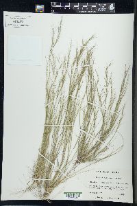 Aristida basiramea image